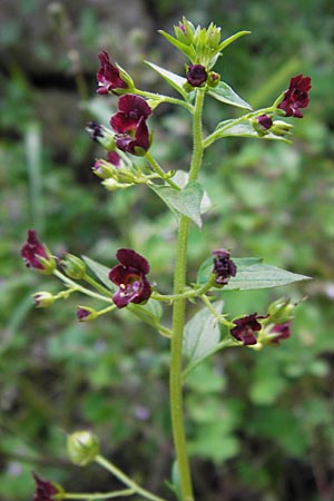 Scrophularia peregrina \ Mittelmeer-Braunwurz, Nesselblttrige Braunwurz / Mediterranean Figwort, I Finale Ligure 22.5.2013