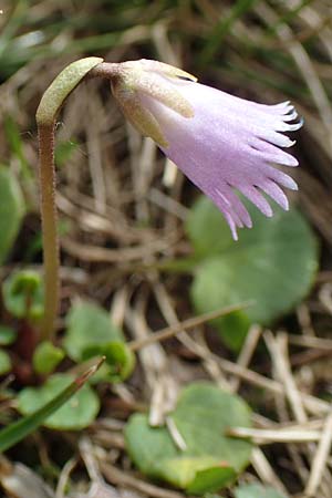 Soldanella pusilla \ Kleines Alpenglckchen / Dwarf Soldanella, Dwarf Snowbell, I Passo San Marco 10.6.2017