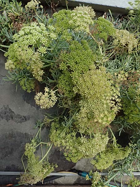 Crithmum maritimum \ Meer-Fenchel / Rock Samphire, I Liguria, Levanto 4.10.2023