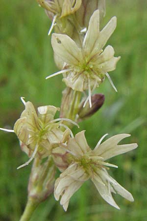 Silene roemeri \ Roemers Leimkraut / Roemer's Catchfly, I Campo Imperatore 5.6.2007