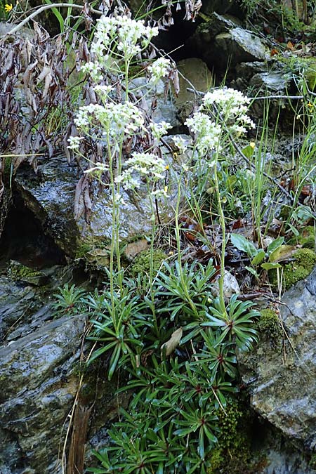 Saxifraga hostii subsp. rhaetica \ Rtischer Steinbrech / Rhaetian Saxifrage, I Alpi Bergamasche, Zambla Alta 7.6.2017