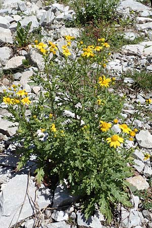 Senecio rupestris \ Felsen-Greiskraut / Rock Ragwort, I Alpi Bergamasche, Pizzo Arera 7.6.2017