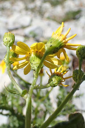 Senecio rupestris \ Felsen-Greiskraut / Rock Ragwort, I Alpi Bergamasche, Pizzo Arera 7.6.2017