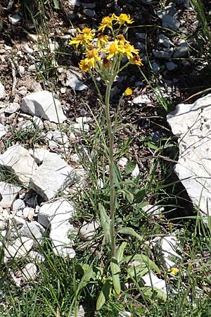 Tephroseris tenuifolia \ Lger-Greiskraut, Schweizer Aschenkraut, I Alpi Bergamasche, Pizzo Arera 7.6.2017