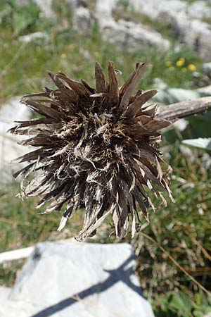 Rhaponticum scariosum subsp. rhaponticum \ Alpen-Bergscharte, Riesen-Flockenblume, I Alpi Bergamasche, Pizzo Arera 7.6.2017