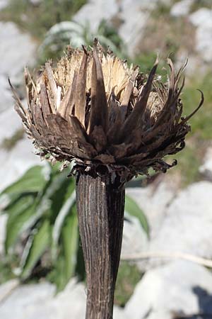 Rhaponticum scariosum subsp. rhaponticum \ Alpen-Bergscharte, Riesen-Flockenblume, I Alpi Bergamasche, Pizzo Arera 7.6.2017