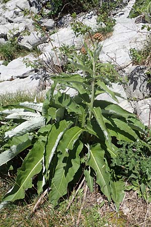 Rhaponticum scariosum subsp. rhaponticum \ Alpen-Bergscharte, Riesen-Flockenblume, I Alpi Bergamasche, Pizzo Arera 7.6.2017