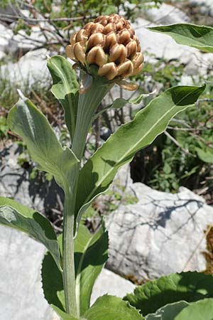 Rhaponticum scariosum subsp. rhaponticum \ Alpen-Bergscharte, Riesen-Flockenblume, I Alpi Bergamasche, Pizzo Arera 7.6.2017