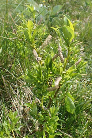 Salix waldsteiniana \ Waldsteins Weide, Bumchen-Weide / Waldstein's Willow, I Alpi Bergamasche, Pizzo Arera 9.6.2017