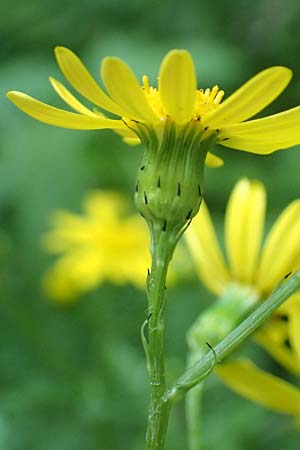 Senecio rupestris \ Felsen-Greiskraut / Rock Ragwort, I Passo San Marco 10.6.2017