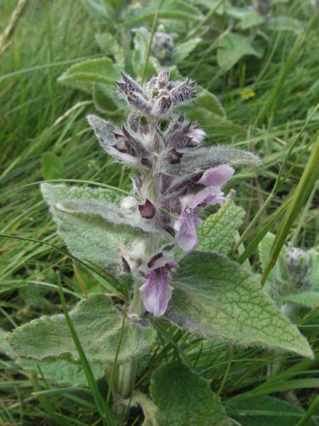 Stachys salviifolia \ Salbeiblttriger Ziest / Sage-Leaved Woundwort, I Monti Sibillini 8.6.2007