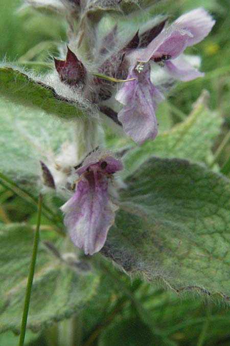 Stachys salviifolia / Sage-Leaved Woundwort, I Monti Sibillini 8.6.2007