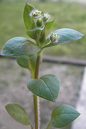 Stellaria neglecta \ Auwald-Vogelmiere / Greater Chickweed, I Venedig/Venice 19.2.2007