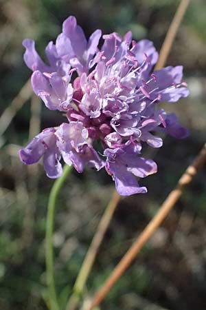 Scabiosa triandra \ Sdliche Skabiose / Southern Scabious, I Liguria, Passo delle Cappelletta 1.10.2023