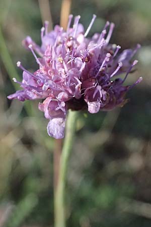 Scabiosa triandra \ Sdliche Skabiose / Southern Scabious, I Liguria, Passo delle Cappelletta 1.10.2023