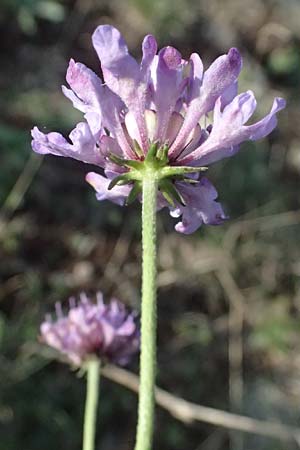 Scabiosa triandra \ Sdliche Skabiose / Southern Scabious, I Liguria, Passo delle Cappelletta 1.10.2023