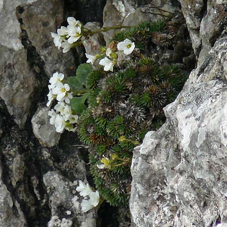 Saxifraga vandellii \ Vandellis Steinbrech / Vandelli's Saxifrage, I Alpi Bergamasche, Monte Alben 11.6.2017