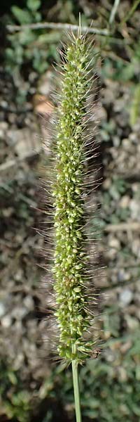 Setaria verticilliformis \ Zweifelhafte Borstenhirse, Kurzborsten-Borstenhirse / Barbed Bristle Grass, I Liguria, Borzonasca 29.9.2023