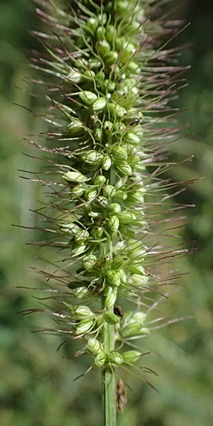 Setaria verticilliformis \ Zweifelhafte Borstenhirse, Kurzborsten-Borstenhirse / Barbed Bristle Grass, I Liguria, Borzonasca 29.9.2023