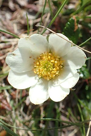 Dryas octopetala \ Silberwurz, I Alpi Bergamasche, Pizzo Arera 9.6.2017