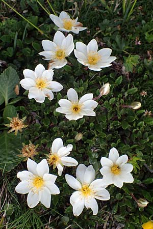 Dryas octopetala \ Silberwurz / Mountain Avens, I Südtirol,  Plätzwiese 5.7.2022