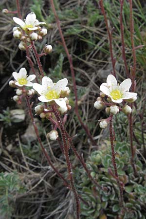 Saxifraga paniculata / Livelong Saxifrage, I Campo Imperatore 5.6.2007