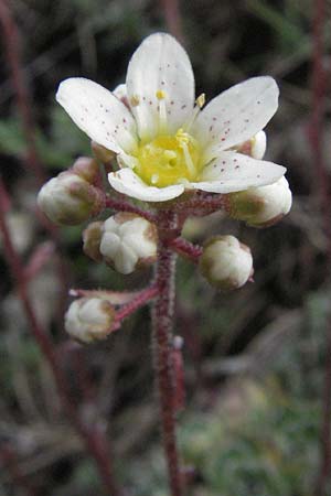 Saxifraga paniculata / Livelong Saxifrage, I Campo Imperatore 5.6.2007