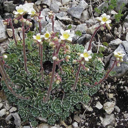 Saxifraga paniculata \ Rispen-Steinbrech, Trauben-Steinbrech / Livelong Saxifrage, I Campo Imperatore 5.6.2007