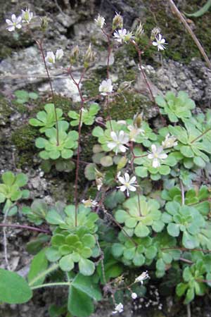 Saxifraga cuneifolia \ Keilblttriger Steinbrech / Lesser London Pride, I Albisola 22.5.2010