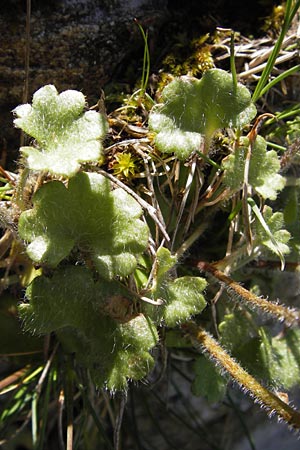 Saxifraga granulata \ Knllchen-Steinbrech / Meadow Saxifrage, I Liguria, Molini di Triora 26.5.2013