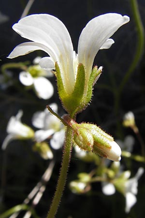 Saxifraga granulata \ Knllchen-Steinbrech / Meadow Saxifrage, I Liguria, Molini di Triora 26.5.2013