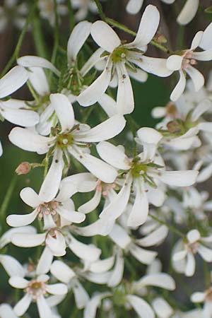 Saxifraga cotyledon \ Strau-Steinbrech / Pyramidal Saxifrage, I Passo San Marco 10.6.2017