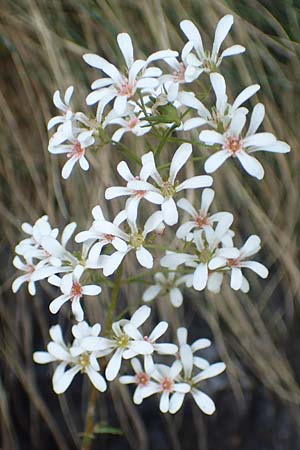 Saxifraga cotyledon \ Strau-Steinbrech / Pyramidal Saxifrage, I Passo San Marco 10.6.2017