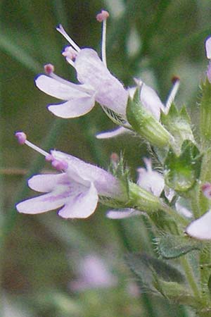 Thymus oenipontanus \ Innsbrucker Thymian, Tiroler Quendel / Innsbruck Thyme, I Gole del Salinello bei/near Ripe 6.6.2007