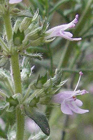 Thymus oenipontanus \ Innsbrucker Thymian, Tiroler Quendel / Innsbruck Thyme, I Gole del Salinello bei/near Ripe 6.6.2007