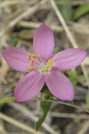 Centaurium erythraea \ Echtes Tausendgldenkraut, I Ancona 29.5.2007