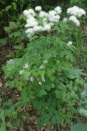 Thalictrum aquilegiifolium \ Groe Wiesenraute, Akeleiblttrige Wiesenraute, I Alpi Bergamasche, Monte Alben 11.6.2017