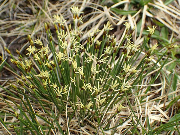 Trichophorum cespitosum subsp. cespitosum \ Gewhnliche Rasenbinse / Deer Grass, I Passo San Marco 10.6.2017