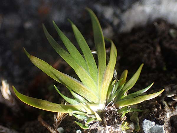 Tofieldia calyculata \ Gewöhnliche Simsenlilie / Mountain Scottish Asphodel, I Prags,  Weißlahnsattel 6.7.2022