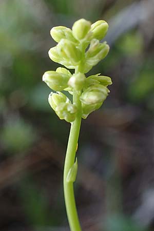 Tofieldia calyculata \ Gewhnliche Simsenlilie, I Prags,  Weißlahnsattel 6.7.2022