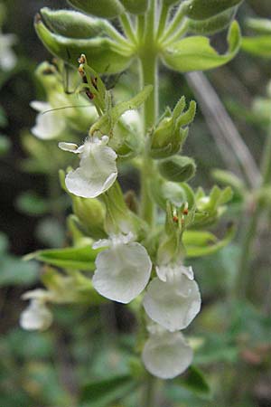 Teucrium flavum subsp. glaucum \ Blaugrner Gelber Gamander / Glaucous Yellow Germander, I Ancona 29.5.2007