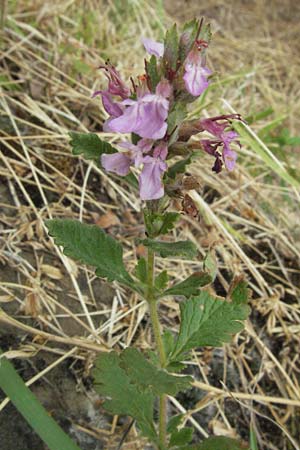 Teucrium scordium / Water Germander, I Passignano 1.6.2007