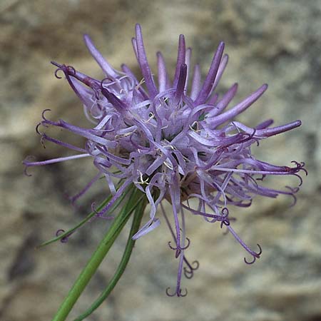 Phyteuma scheuchzeri subsp. scheuchzeri \ Horn-Teufelskralle, I Valvestino 13.6.1993