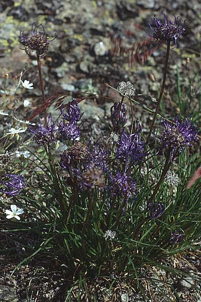 Phyteuma hemisphaericum \ Halbkugelige Teufelskralle / Horned Rampion, I Mastaun - Tal / Valley 1.7.1993