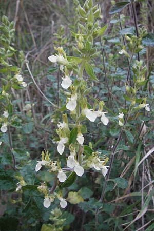 Teucrium flavum subsp. glaucum \ Blaugrner Gelber Gamander / Glaucous Yellow Germander, I Ancona 30.5.2007