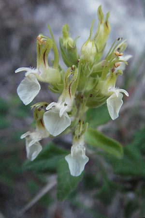 Teucrium flavum subsp. glaucum \ Blaugrner Gelber Gamander / Glaucous Yellow Germander, I Ancona 30.5.2007