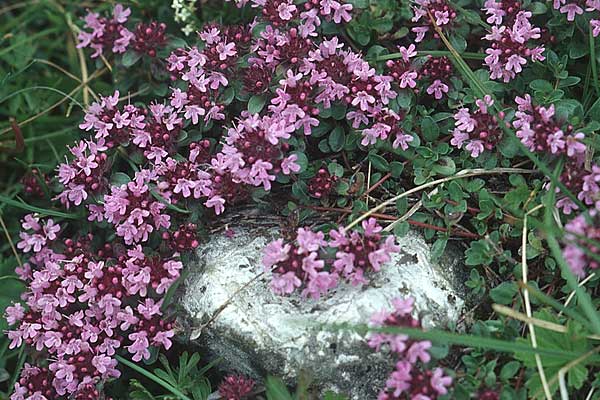 Thymus praecox \ Frhblhender Thymian, Kriech-Quendel, I Sella-Joch 6.8.2004