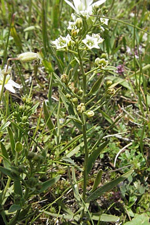 Thesium linophyllon \ Leinblttriger Bergflachs, Mittleres Leinblatt / Bastard Toadflax, I Monti Sibillini 8.6.2007