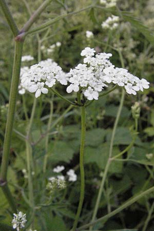 Torilis arvensis \ Acker-Klettenkerbel / Spreading Hedge Parsley, I Ancona 30.5.2007