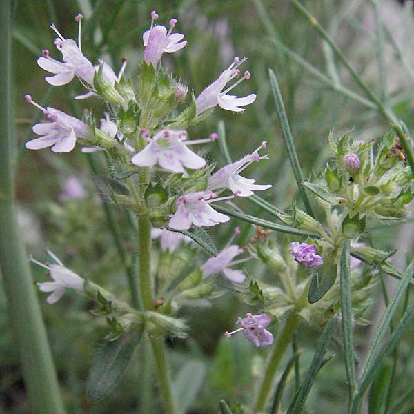 Thymus oenipontanus \ Innsbrucker Thymian, Tiroler Quendel / Innsbruck Thyme, I Gole del Salinello bei/near Ripe 6.6.2007